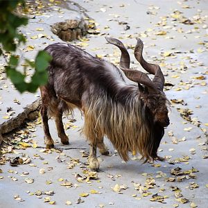 Markhor