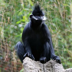 Francois' langur