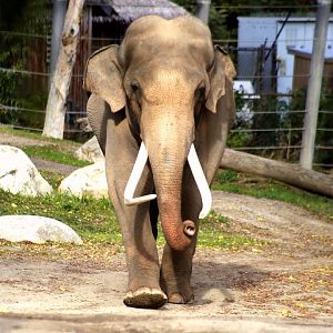 Billy the Asian elephant