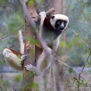 Coquerel's sifaka