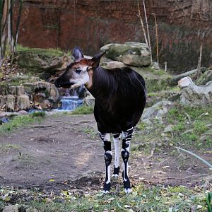 Okapi