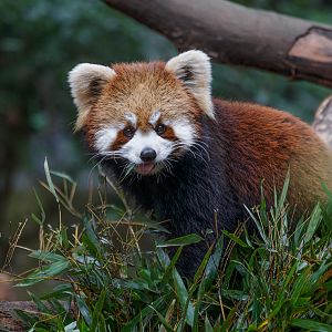 Red panda