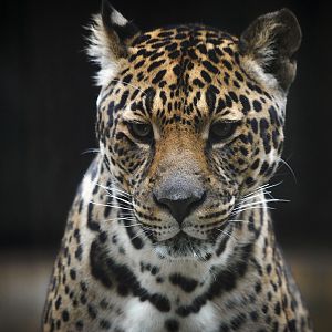 Leopard