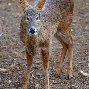 Water deer