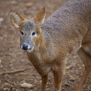 Water deer