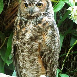 Great Horned Owl