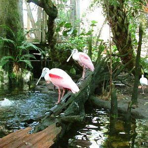 Roseate Spoonbills