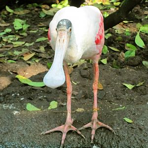 Roseate Spoonbill
