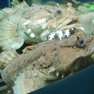 Toadfishes