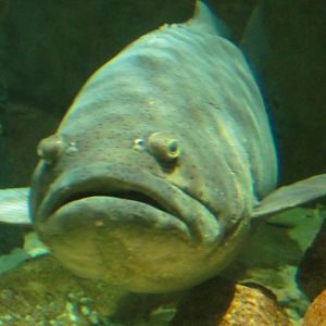 Goliath Grouper