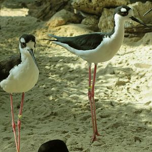 Black-Necked Stilts