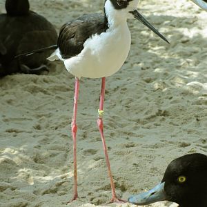Black-Necked Stilt