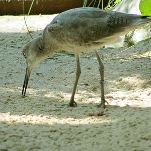Willet