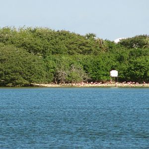 Alafia Banks Bird Sanctuary