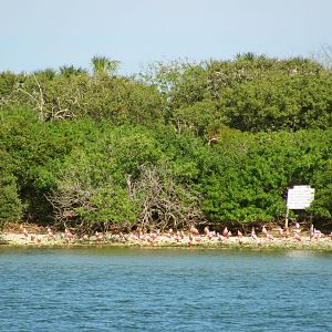 Alafia Banks Bird Sanctuary Roseate Spoonbills