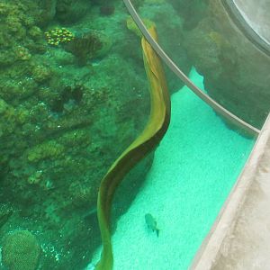 Green Moray Eel.