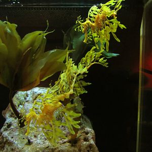 Leafy Sea Dragons