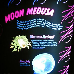 Moon Medusa Sign