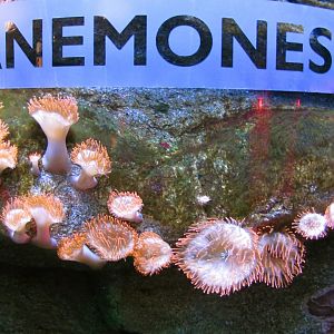 Anemones