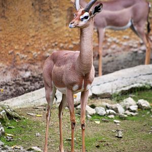 Gerenuk