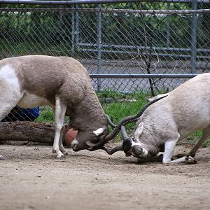 Fighting addax