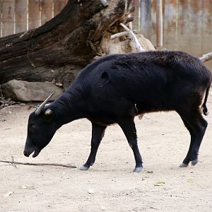 Lowland anoa