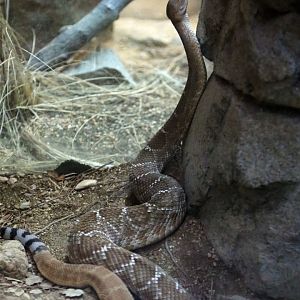 Red diamond rattlesnake (Crotalus ruber)
