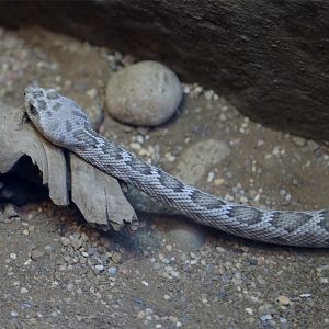 Santa Catalina Island rattlesnake (Crotalus catalinensis)