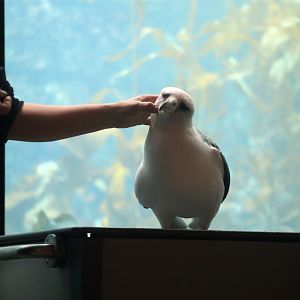 Makana the Laysan albatross (Phoebastria immutabilis)