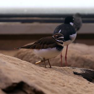 Killdeer (Charadrius vociferus)