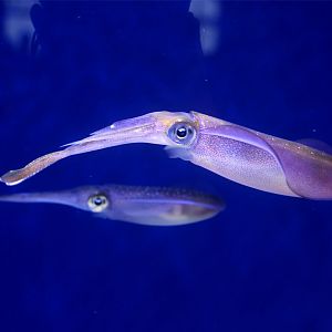 Bigfin reef squid (Sepioteuthis lessoniana)