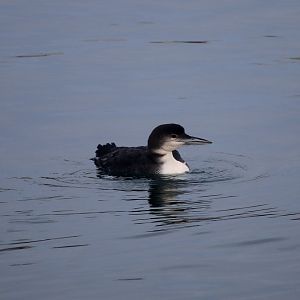 Common loon (Gavia immer)