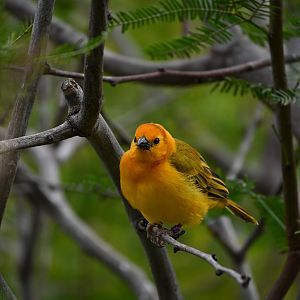 Taveta Golden Weaver