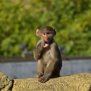 Hamadryas Baboon