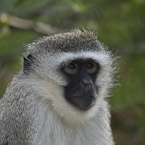 Vervet Monkey