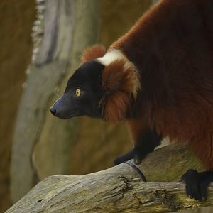 Red Ruffed Lemur