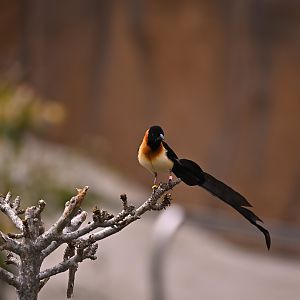 Exclamatory Paradise Whydah