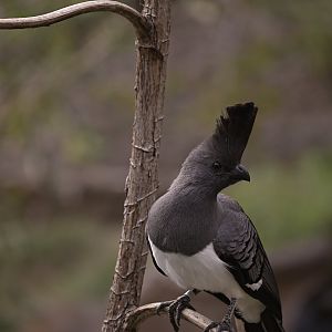 White Bellied Go Away Bird