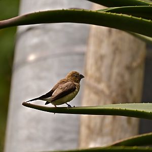 African Silverbill