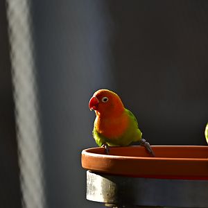 Fischer’s Lovebird