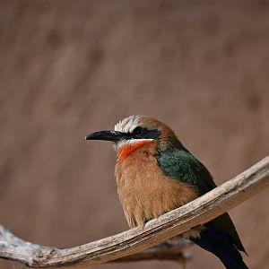 White Fronted Bee Eater