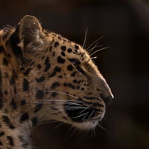 Amur Leopard