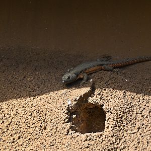 Gorongosa Girdled Lizard
