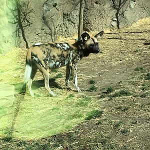 African Wild dog-Cincinnati zoo