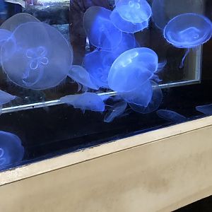 Jellyfish touch tank-Great lakes aquarium