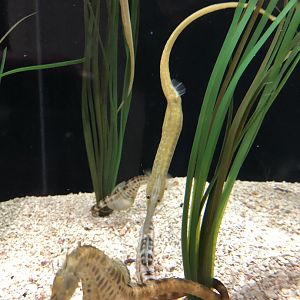 Pipefish Id?-Great Lakes aquarium.