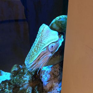 Chambered Nautilus-Great lakes aquarium.