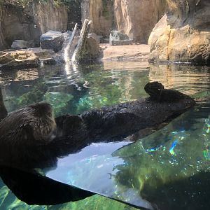 Sea otter-Minnesota zoo