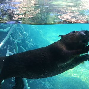 American beaver-Minnesota zoo