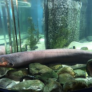 Electric eel-Great lakes aquarium.